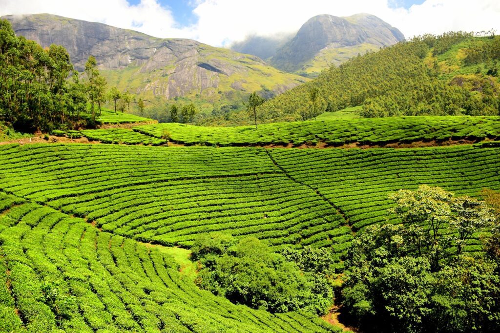 Plantacja herbaty w Indiach