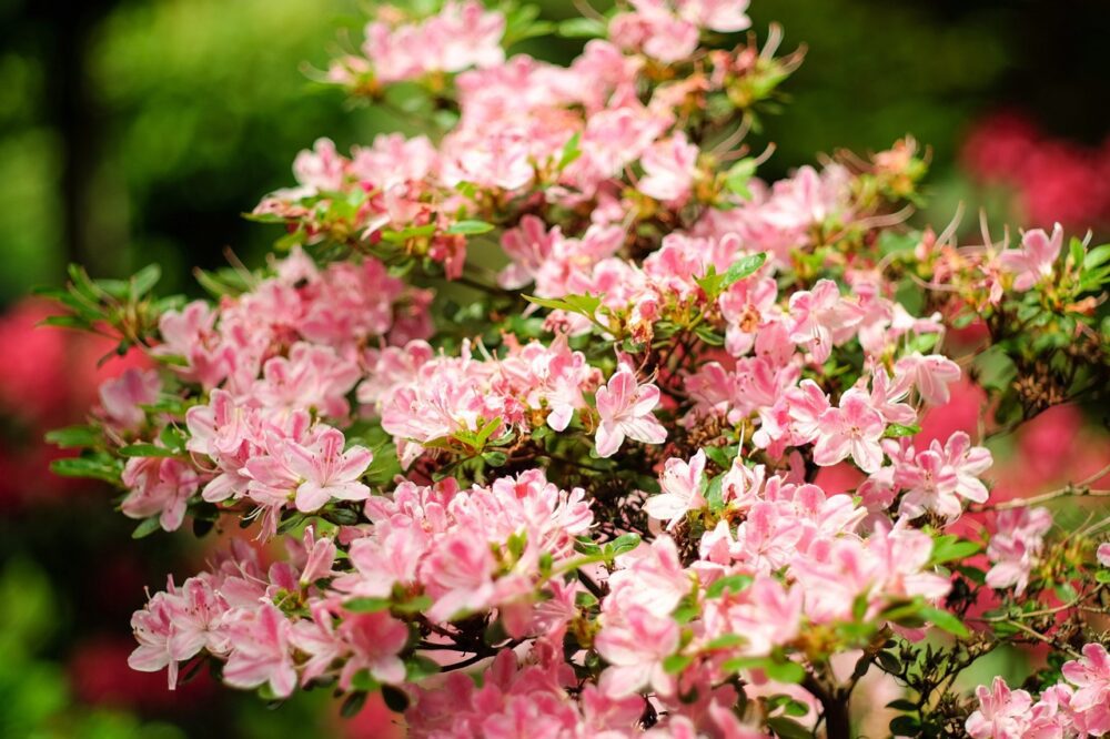 Kwiaty w ogrodzie japońskim