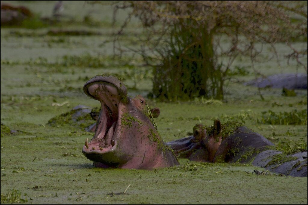 Hipopotam, Krater Ngorongoro, Tanzania