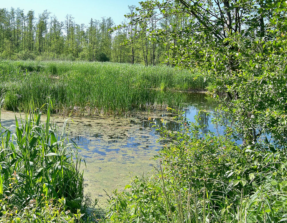 Rezerwat Borowiec, starorzecze Zwolenki