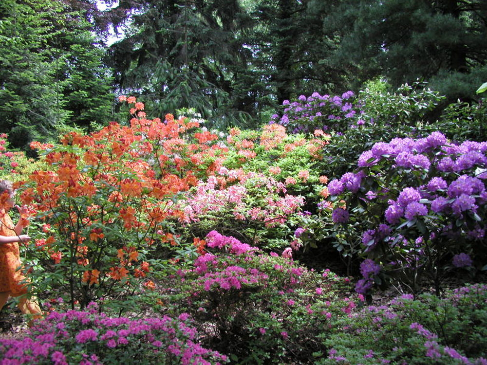 Arboretun w Kórniku