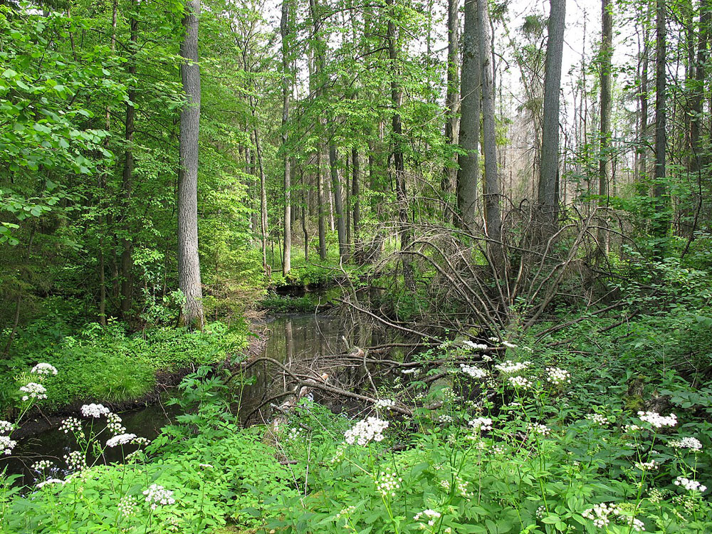 Rezerwat Jesionowe Gór, struga Jałówka 