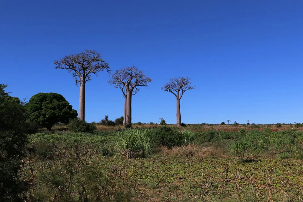 Madagaskarskie Baobaby