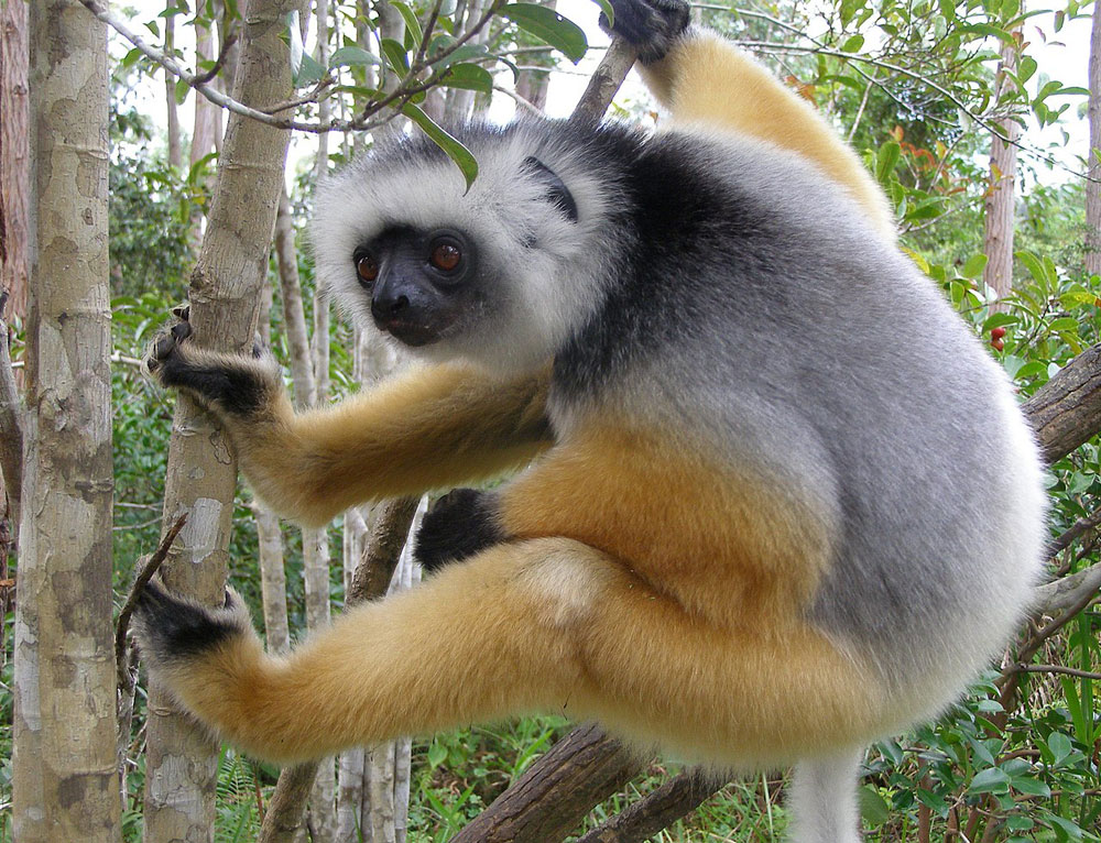 Sifaka diademowa w parku Andasibe – Mantadia