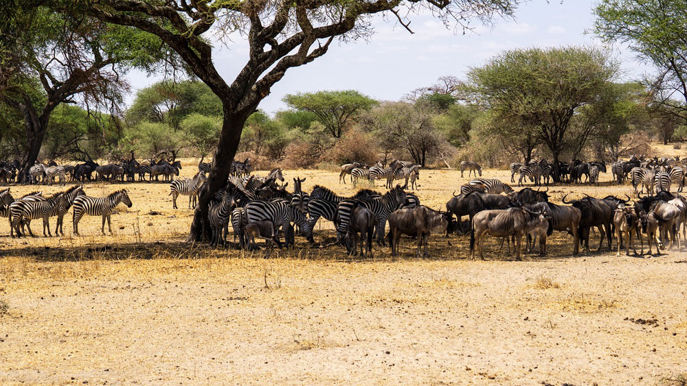 Park Narodowy Serengeti 