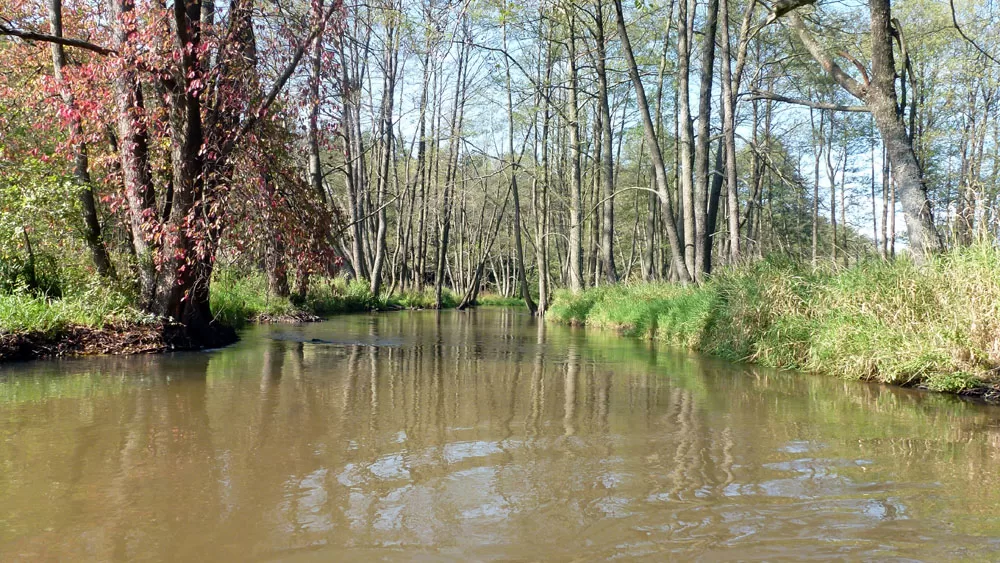 Rzeka Wieprz w parku roztoczańskim