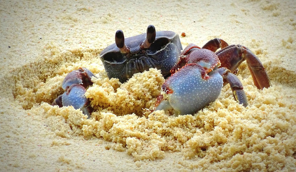 Krab kokosowy zakopujący się na plaży