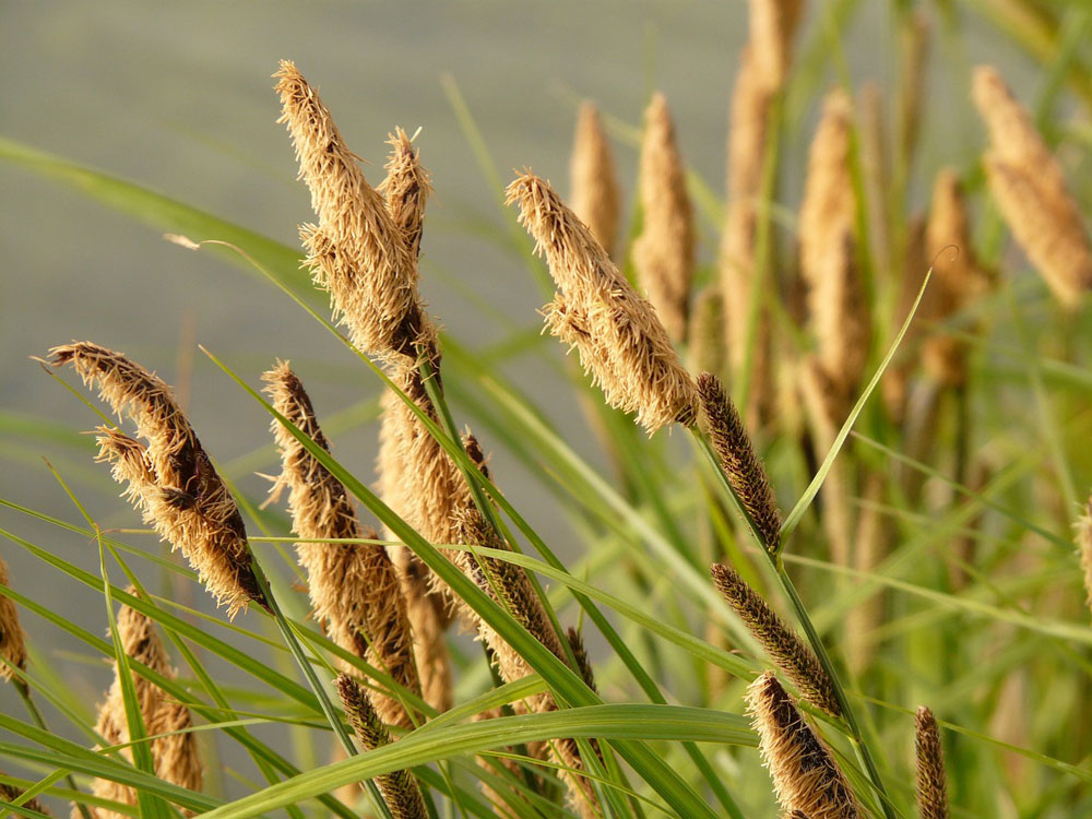 Turzyca bagienna (Carex Ornithopoda)