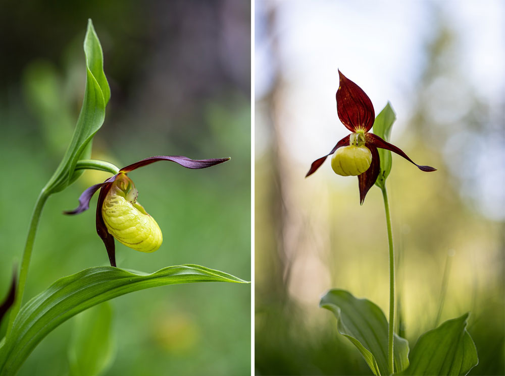 Cypripedium calceolus, Obuwik pospolity