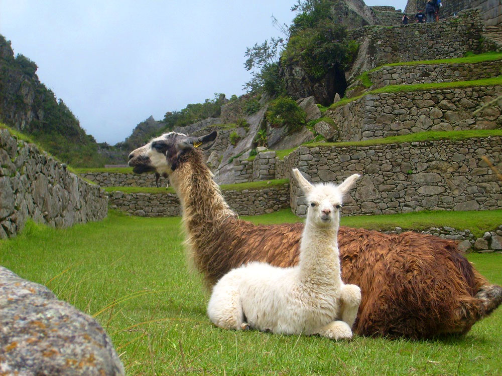 Lamy pasące się w Machu Picchu