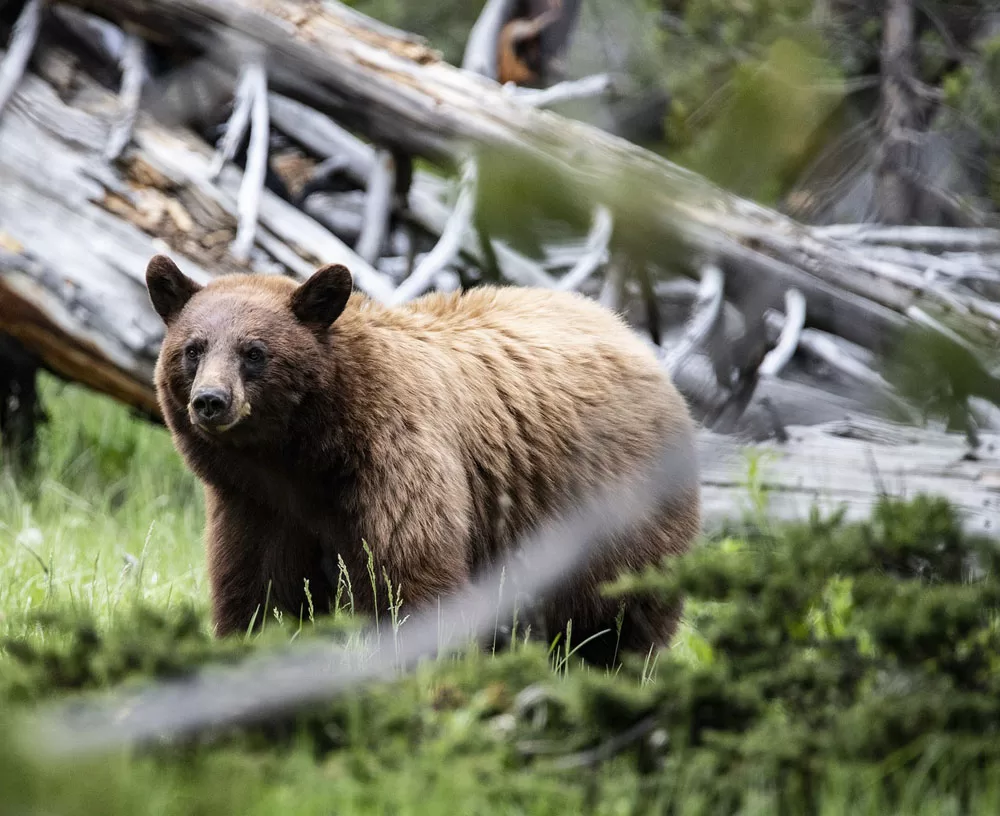 Niedźwiedź brunatny w Parku Yellowstone