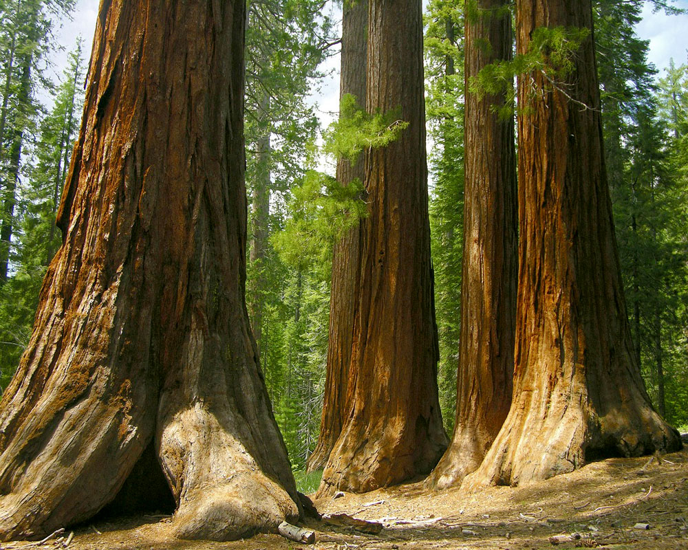 Gaj gigantycznych sekwoi w Parku Narodowym Yosemite