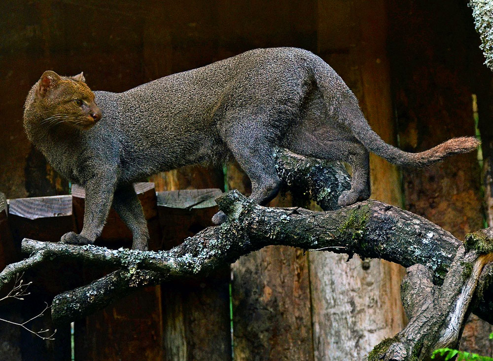 Jaguarundi (Puma yagouaroundi)