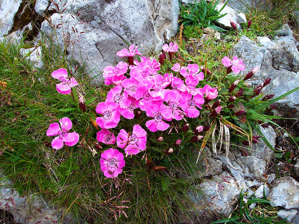 Goździk alpejski (Dianthus alpinus)