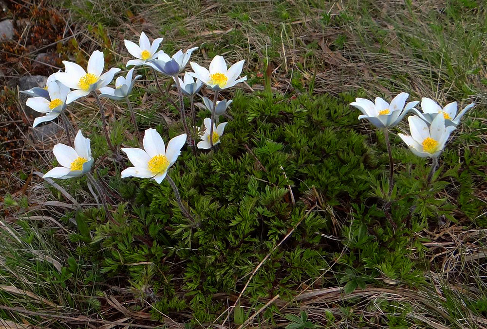 Sasanka alpejska (Pulsatilla alpina)